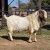 1 X BOER GOAT BUCK ACHTERHOEK BOERDERY