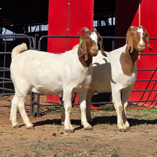 2 X BOER GOAT DOE ACHTERHOEK BOERDERY (Per animal to take the lot)