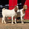 2 X BOER GOAT DOE ACHTERHOEK BOERDERY (Per animal to take the lot)