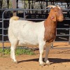 1 X BOER GOAT DOE ACHTERHOEK BOERDERY