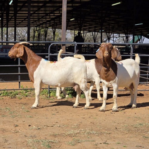 3 X BOER GOAT DOE ACHTERHOEK BOERDERY (Per animal to take the lot)