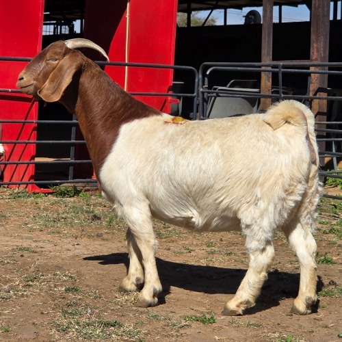 1 X BOER GOAT DOE ACHTERHOEK BOERDERY