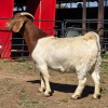 1 X BOER GOAT DOE ACHTERHOEK BOERDERY