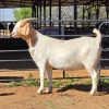 1 X BOER GOAT DOE ACHTERHOEK BOERDERY