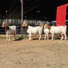 4 X BOER GOAT DOE ACHTERHOEK BOERDERY (Per animal to take the lot)