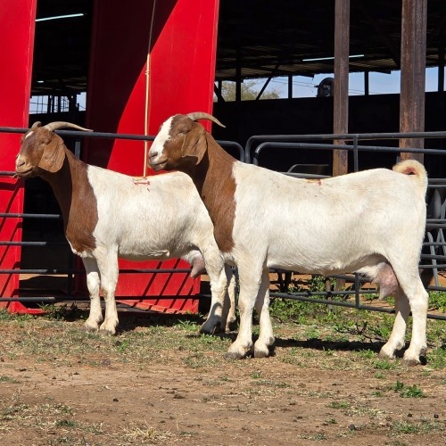 2 X BOER GOAT DOE ACHTERHOEK BOERDERY (Per animal to take the lot)