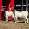 2 X BOER GOAT DOE ACHTERHOEK BOERDERY (Per animal to take the lot)