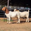 2 X BOER GOAT DOE ACHTERHOEK BOERDERY (Per animal to take the lot)