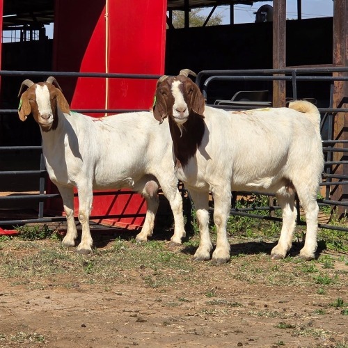 2 X BOER GOAT DOE ACHTERHOEK BOERDERY (Per animal to take the lot)