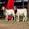 2 X BOER GOAT DOE ACHTERHOEK BOERDERY (Per animal to take the lot)