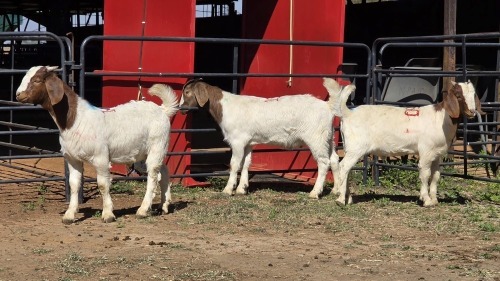 3 X BOER GOAT KAPATER ACHTERHOEK BOERDERY (Per animal to take the lot)