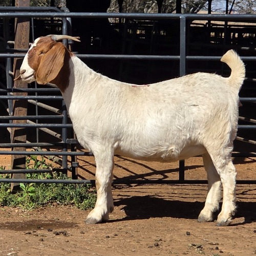 1 X BOER GOAT DOE ACHTERHOEK BOERDERY