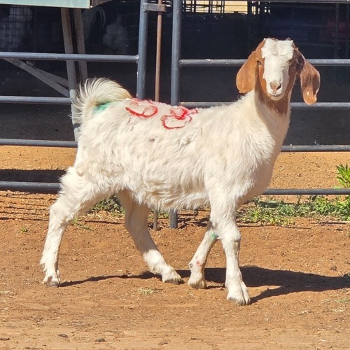 1 X BOER GOAT DOE ACHTERHOEK BOERDERY