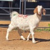 1 X BOER GOAT DOE ACHTERHOEK BOERDERY