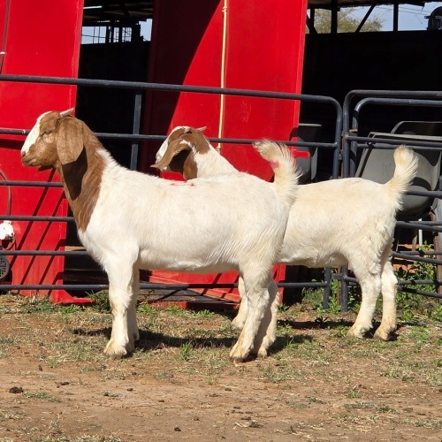2 X BOER GOAT DOE ACHTERHOEK BOERDERY (Per animal to take the lot)
