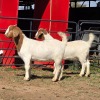 2 X BOER GOAT DOE ACHTERHOEK BOERDERY (Per animal to take the lot)