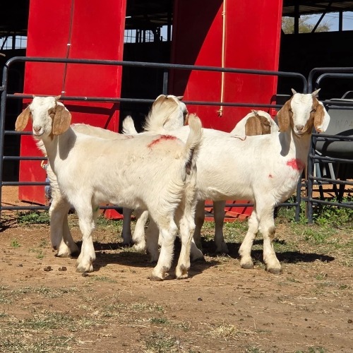 4 X BOER GOAT DOE ACHTERHOEK BOERDERY (Per animal to take the lot)
