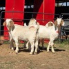 4 X BOER GOAT DOE ACHTERHOEK BOERDERY (Per animal to take the lot)