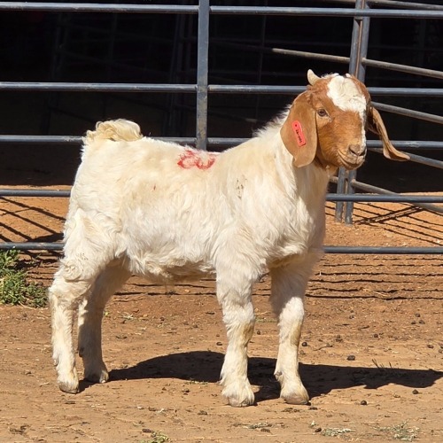 1 X BOER GOAT BUCK DARMA BOERBOKKE