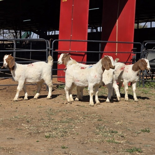 4 X BOER GOAT DOE ACHTERHOEK BOERDERY (Per animal to take the lot)