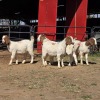 4 X BOER GOAT DOE ACHTERHOEK BOERDERY (Per animal to take the lot)
