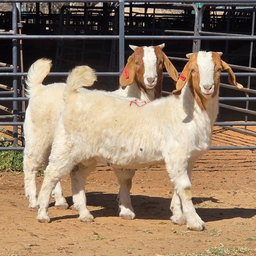 2 X BOER GOAT BUCK DARMA BOERBOKKE (Per animal to take the lot)