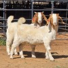 2 X BOER GOAT BUCK DARMA BOERBOKKE (Per animal to take the lot)