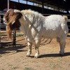 1 X BOER GOAT BUCK DARMA BOERBOKKE