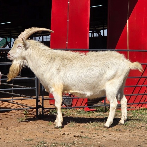 1 X SAANEN GOAT BUCK VAN ROOYEN DAIRIES