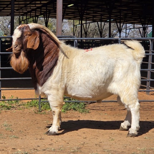 1 X BOER GOAT BUCK VAN ROOYEN DAIRIES
