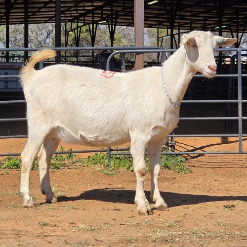 1 X SAANEN GOAT DOE VAN ROOYEN DAIRIES