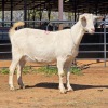 1 X SAANEN GOAT DOE VAN ROOYEN DAIRIES