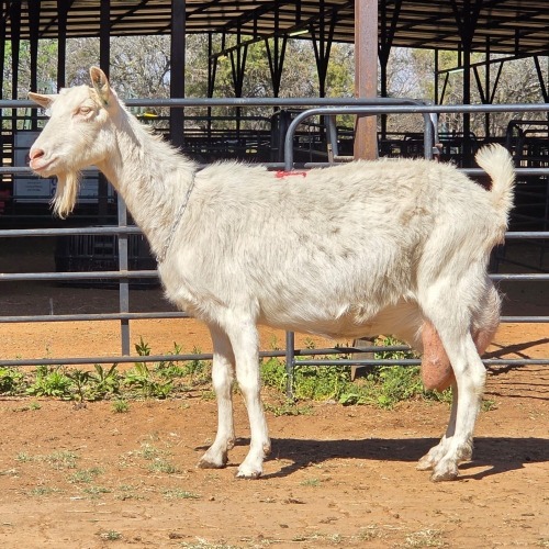 1 X SAANEN GOAT DOE VAN ROOYEN DAIRIES