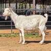 1 X SAANEN GOAT DOE VAN ROOYEN DAIRIES
