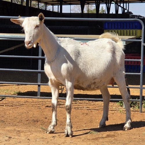 1 X SAANEN GOAT DOE VAN ROOYEN DAIRIES