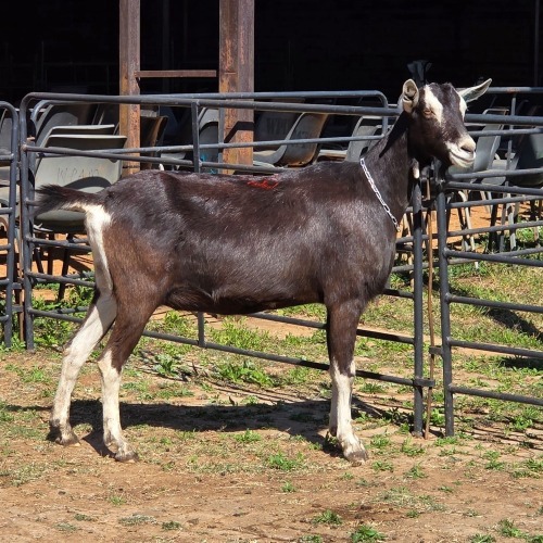 1 X BRITISH ALPINE DOE VAN ROOYEN DAIRIES