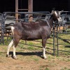 1 X BRITISH ALPINE DOE VAN ROOYEN DAIRIES