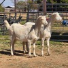 2 X SAANEN GOAT DOE VAN ROOYEN DAIRIES (Per animal to take the lot)