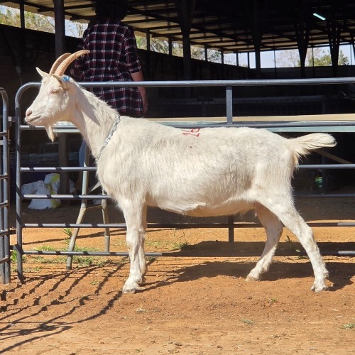 1 X SAANEN GOAT DOE VAN ROOYEN DAIRIES