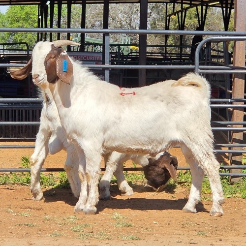 2 X BOER GOAT BUCK M. WILLATS (Per animal to take the lot)