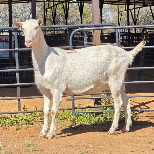 1 X SAANEN GOAT DOE VAN ROOYEN DAIRIES