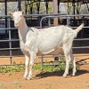 1 X SAANEN GOAT DOE VAN ROOYEN DAIRIES