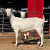 2 X SAANEN GOAT DOE VAN ROOYEN DAIRIES