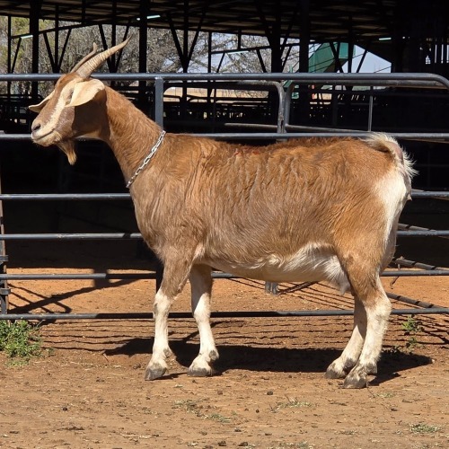 1 X TOGGENBURG GOAT CROSS DOE VAN ROOYEN DAIRIES