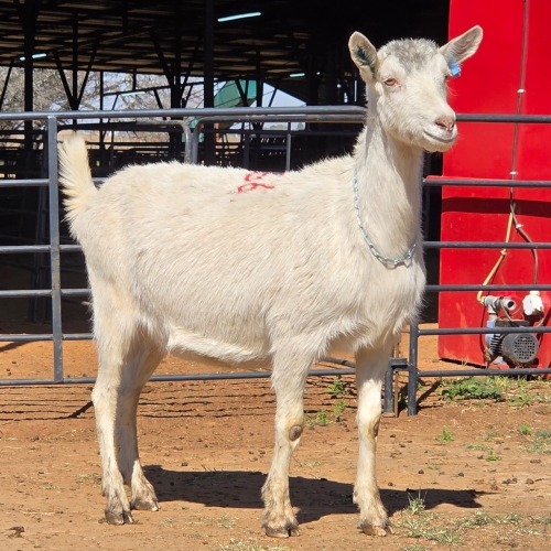 1 X SAANEN GOAT DOE VAN ROOYEN DAIRIES