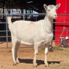 1 X SAANEN GOAT DOE VAN ROOYEN DAIRIES