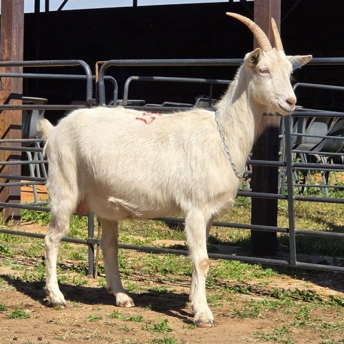 1 X SAANEN GOAT DOE VAN ROOYEN DAIRIES