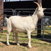 1 X SAANEN GOAT DOE VAN ROOYEN DAIRIES