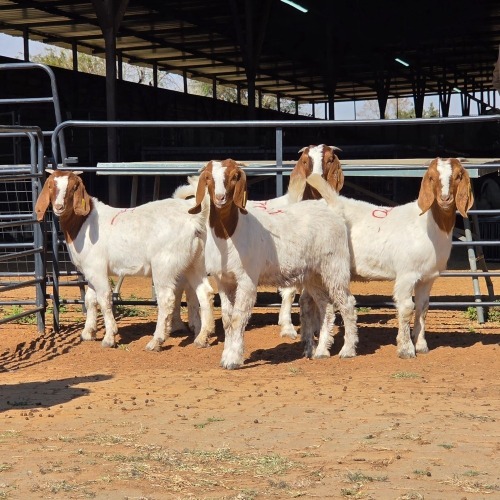 4 X BOER GOAT DOE M. WILLATS (Per animal to take the lot)