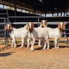 4 X BOER GOAT DOE M. WILLATS (Per animal to take the lot)